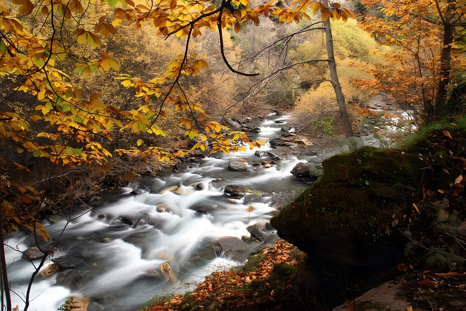 OCCOM3275573: Autumn Serenity by the Stream