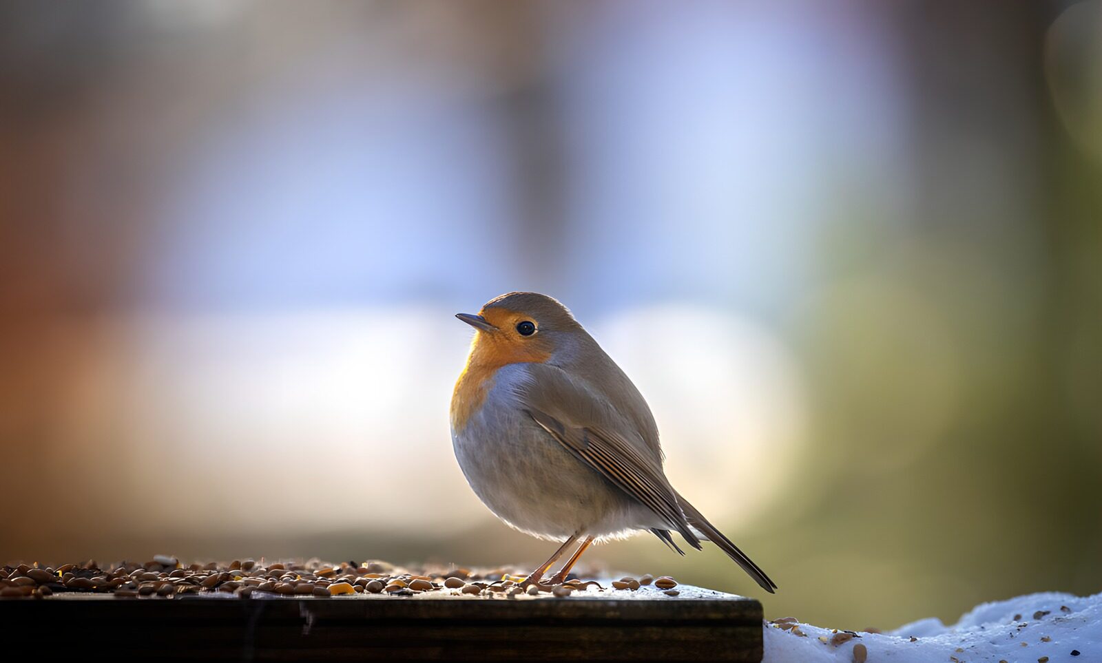 OCCOM5521988: Charming Robin in Winter Light