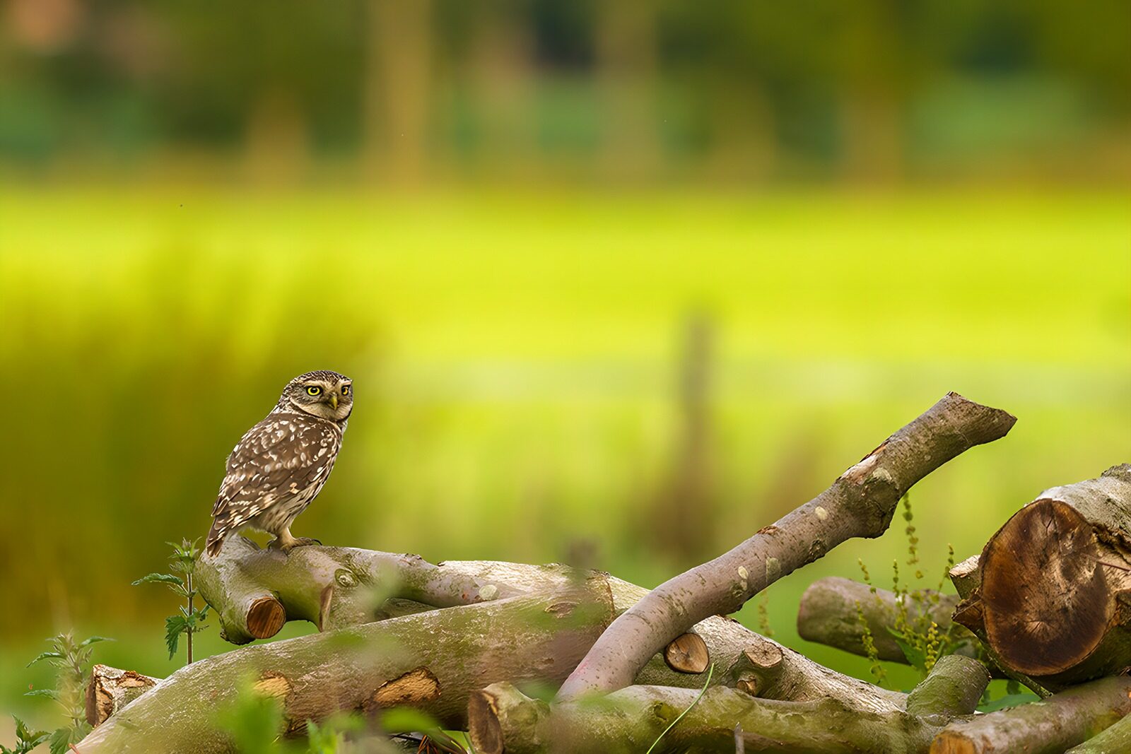 OCCOM1460036: Watchful Owl on a Log