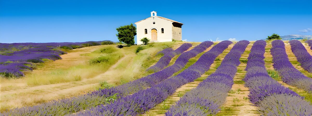 Charming Lavender Chapel