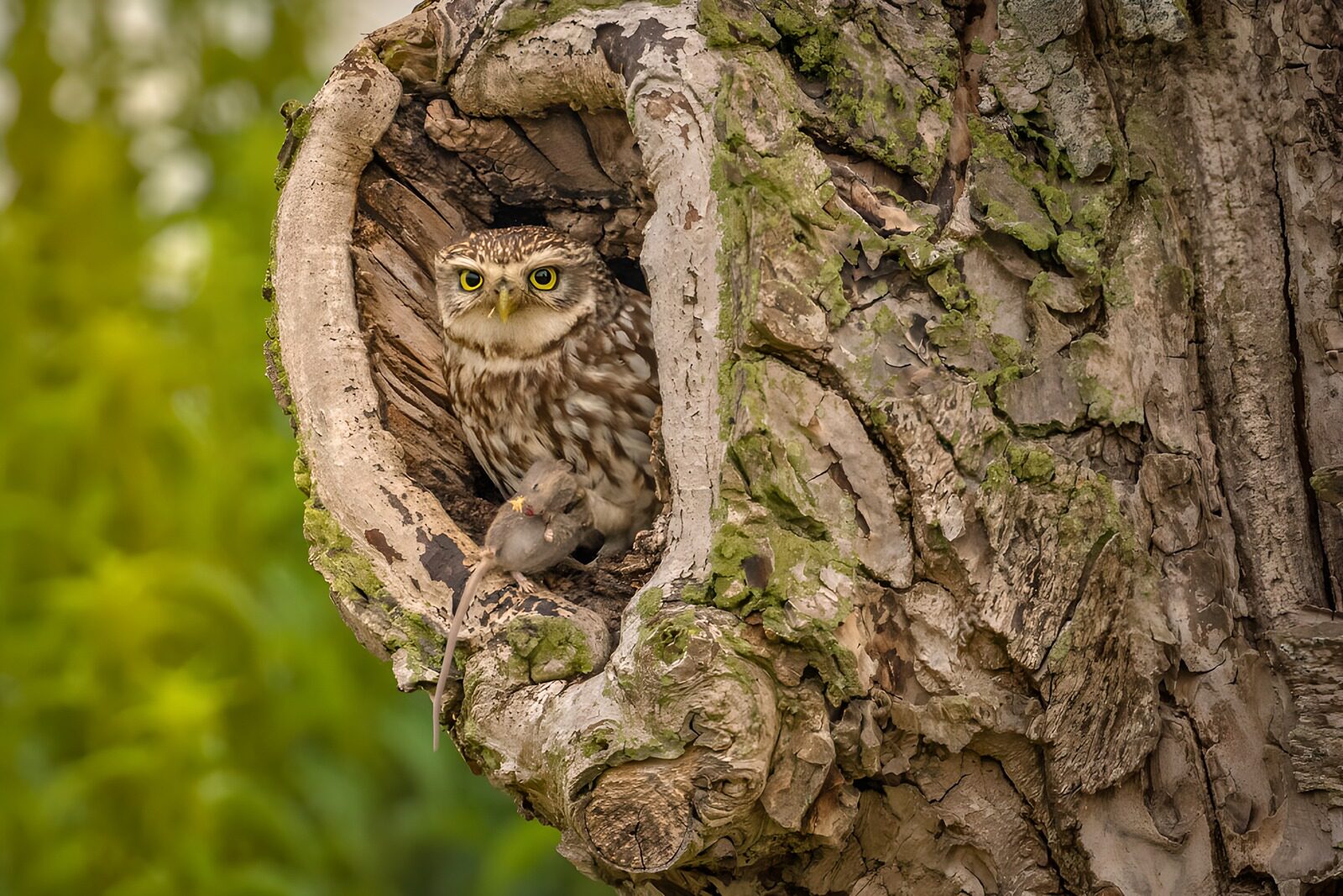 OCCOM5745713: Wise Owl in Its Nest with a Catch