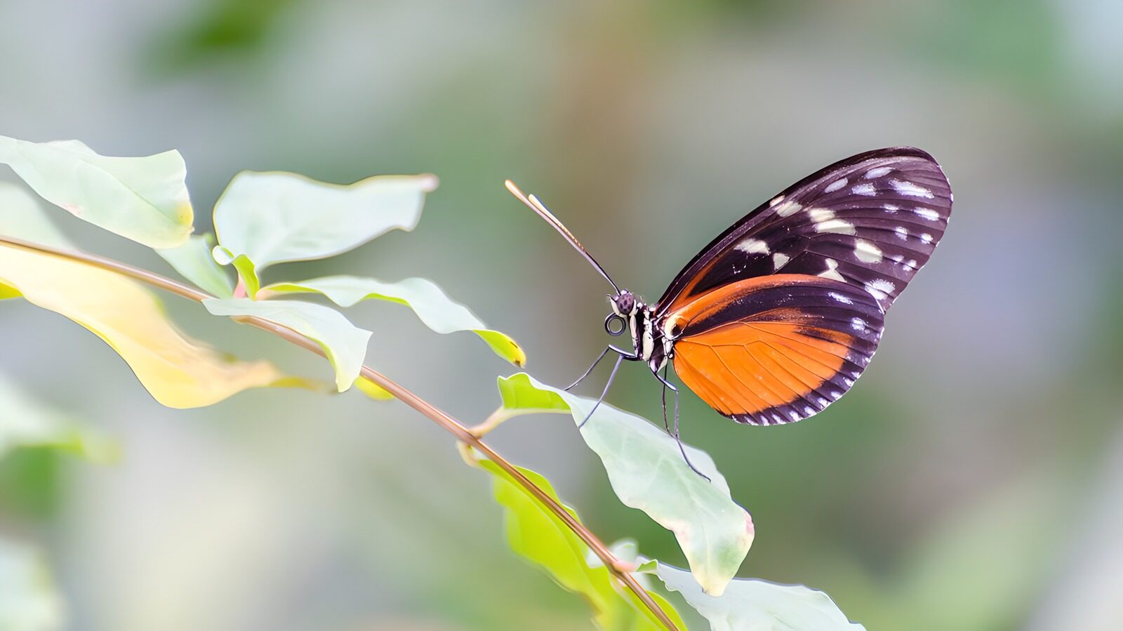 OCCOM1361925: Vibrant Butterfly on Green Leaves