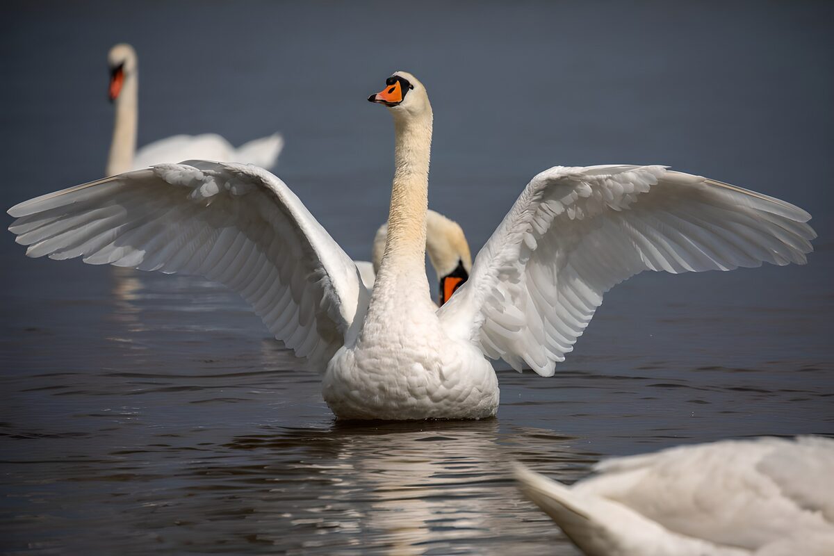 Graceful Swans in Tranquil Waters