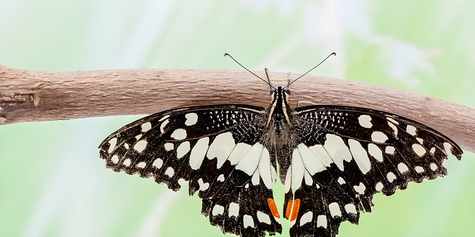 OCCOM8981412: Elegant Butterfly on a Branch