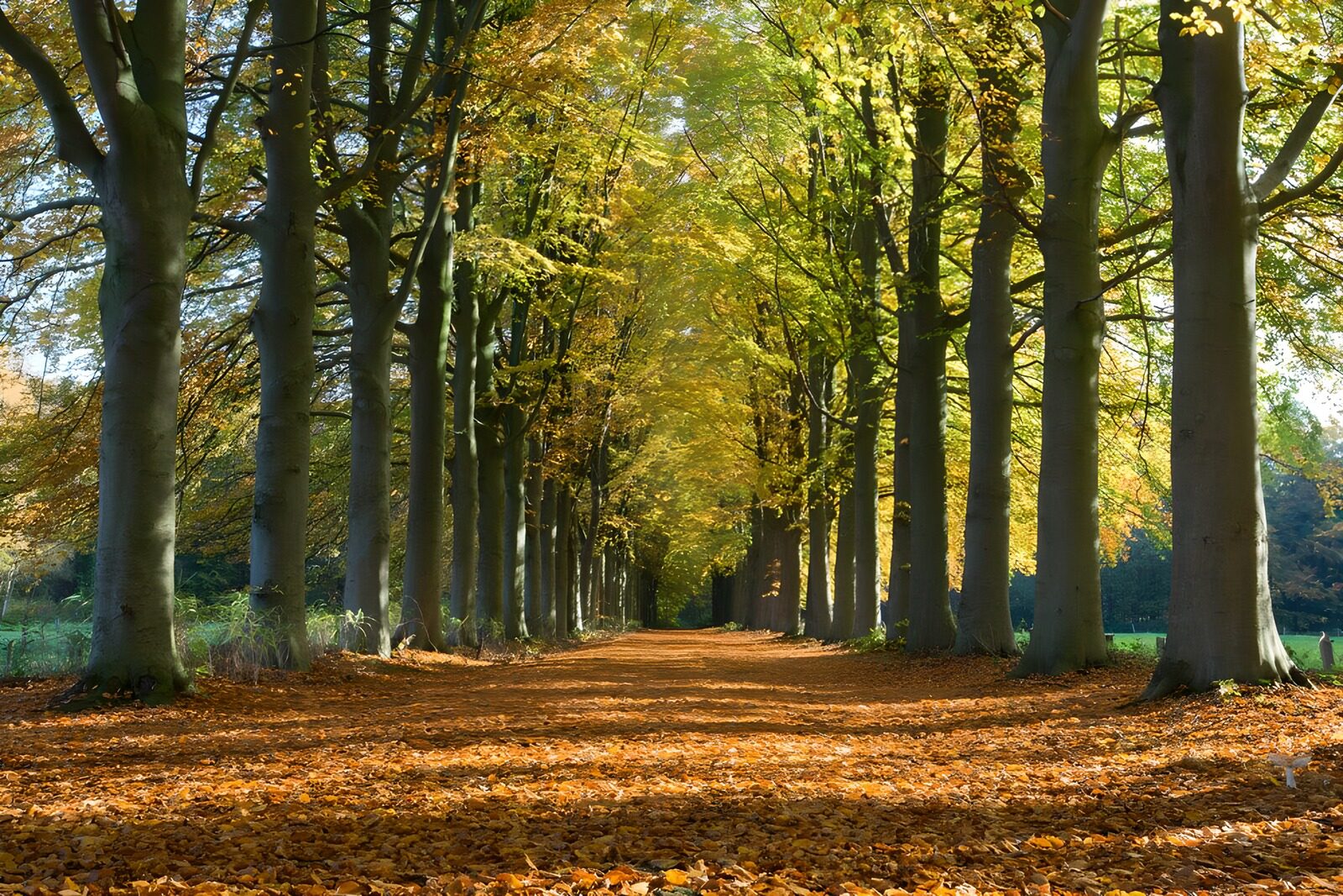 OCCOM1482520: Autumn Pathway Through a Tree Alley