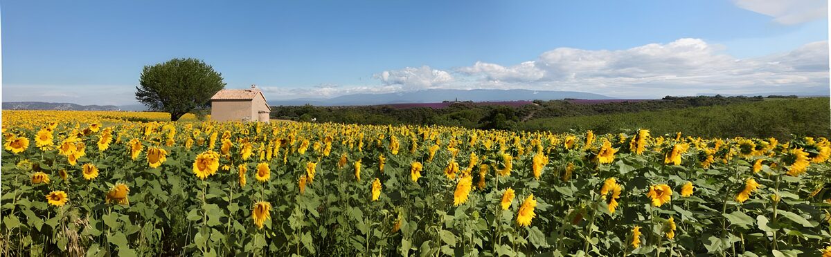 Sunflower Fields Under Blue Skies