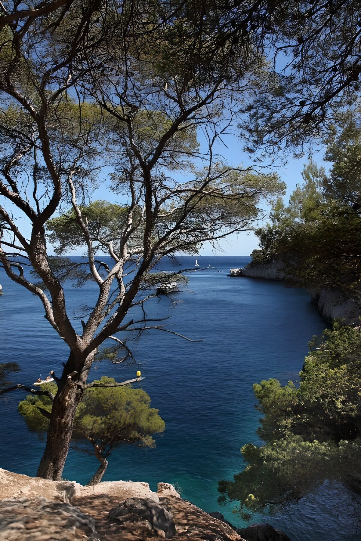 OCCOM5600966: Serene Coastal View with Trees