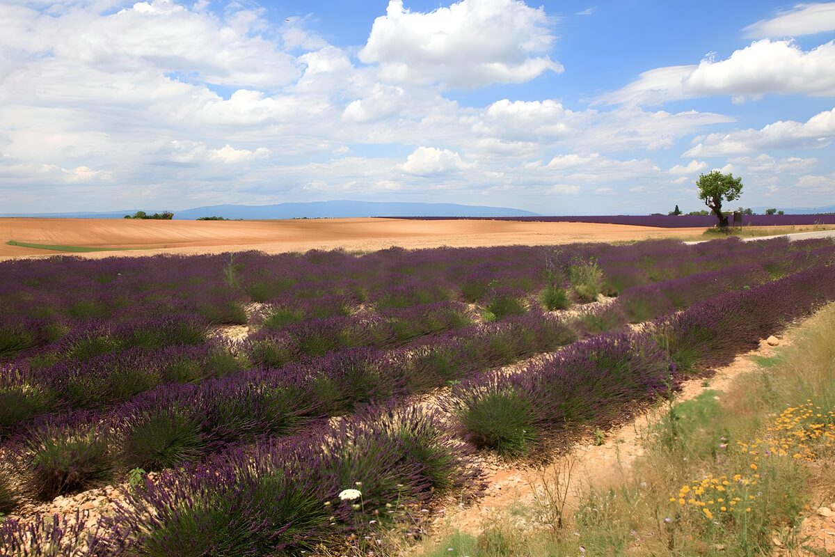 Lavender Fields Under Blue Skies