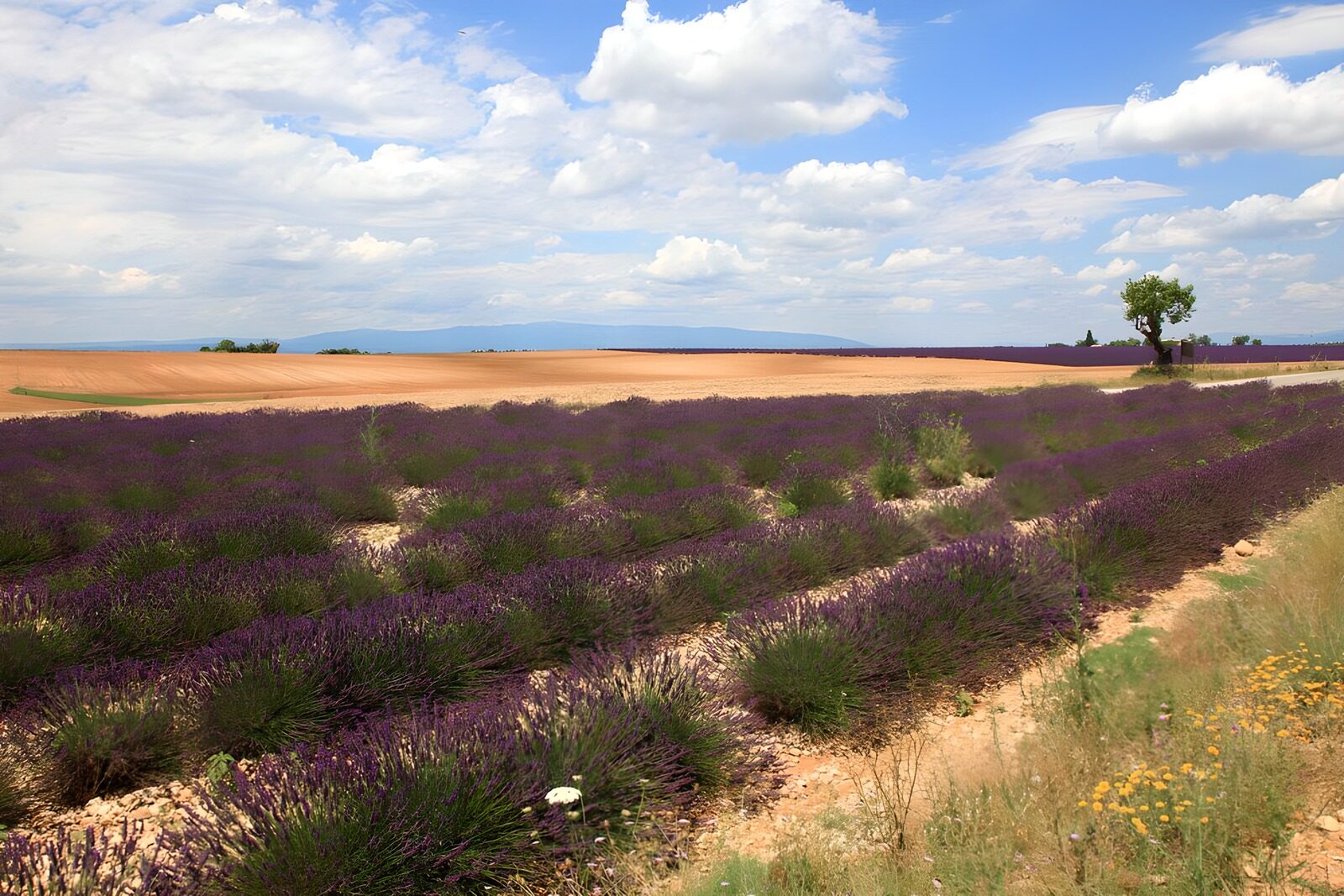 OCCOM7519124: Lavender Fields Under Blue Skies