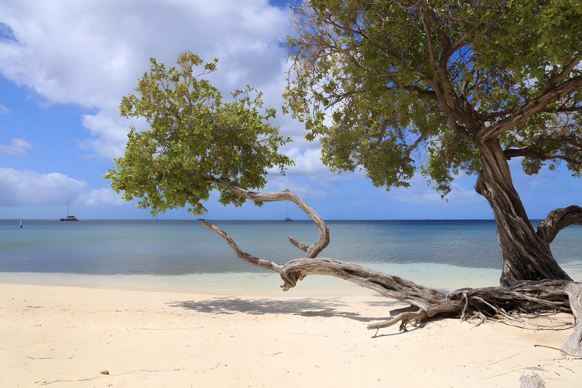 OCCOM1106794: Serene Beachside Tree