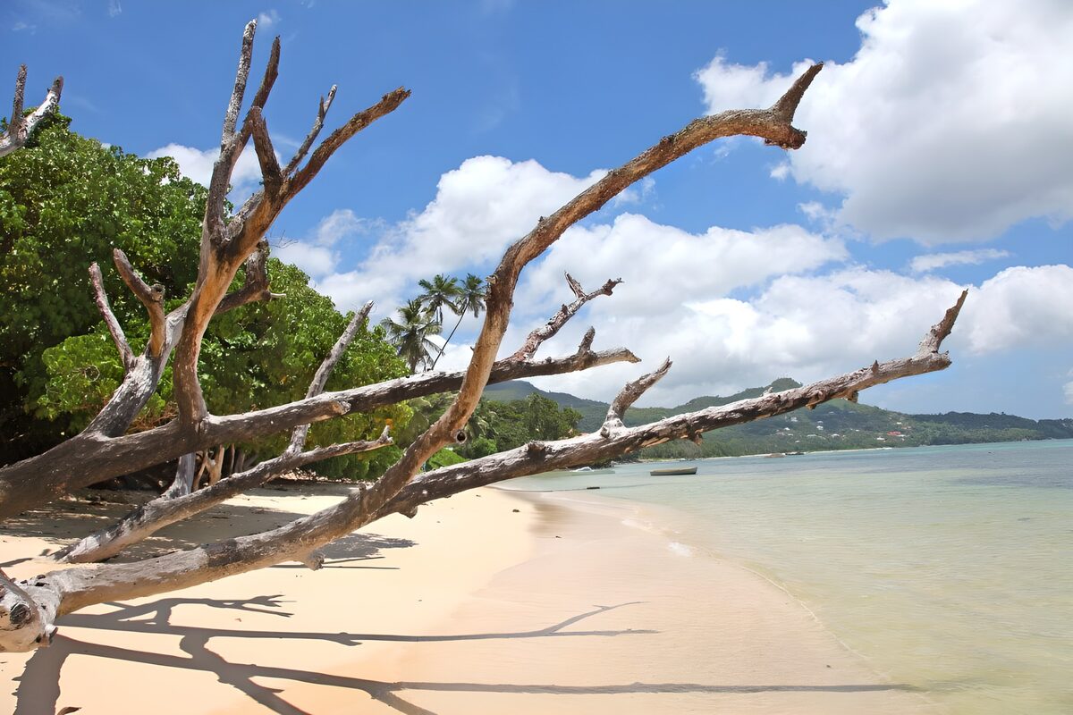 OCCOM6620720: Tranquil Beach with Weathered Driftwood