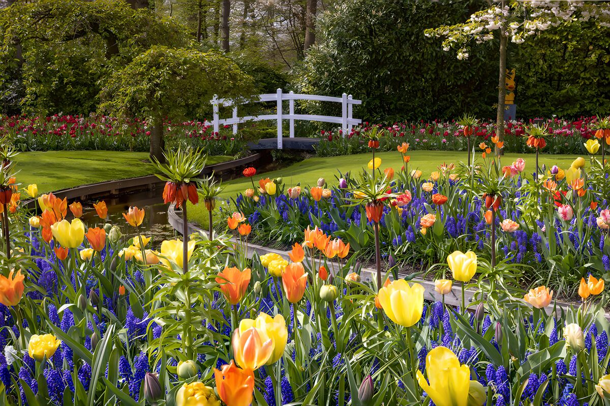 OCCOM2244136: Colorful Spring Garden View