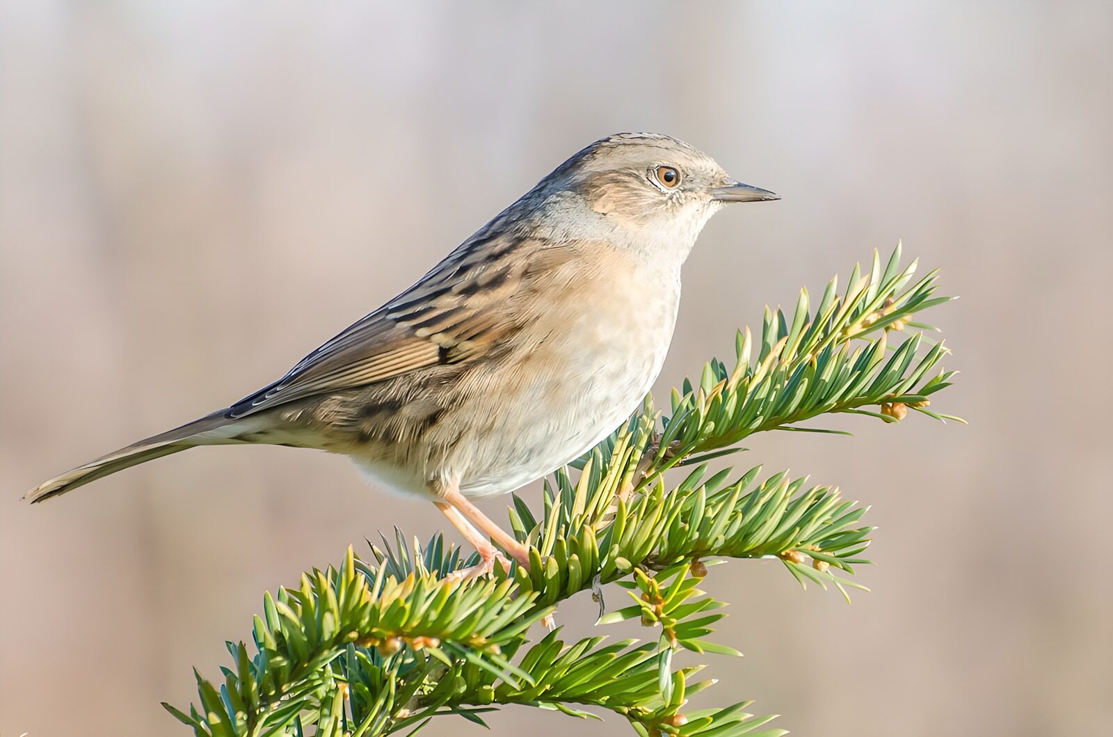 OCCOM5143805: Stunning Sparrow on a Green Branch