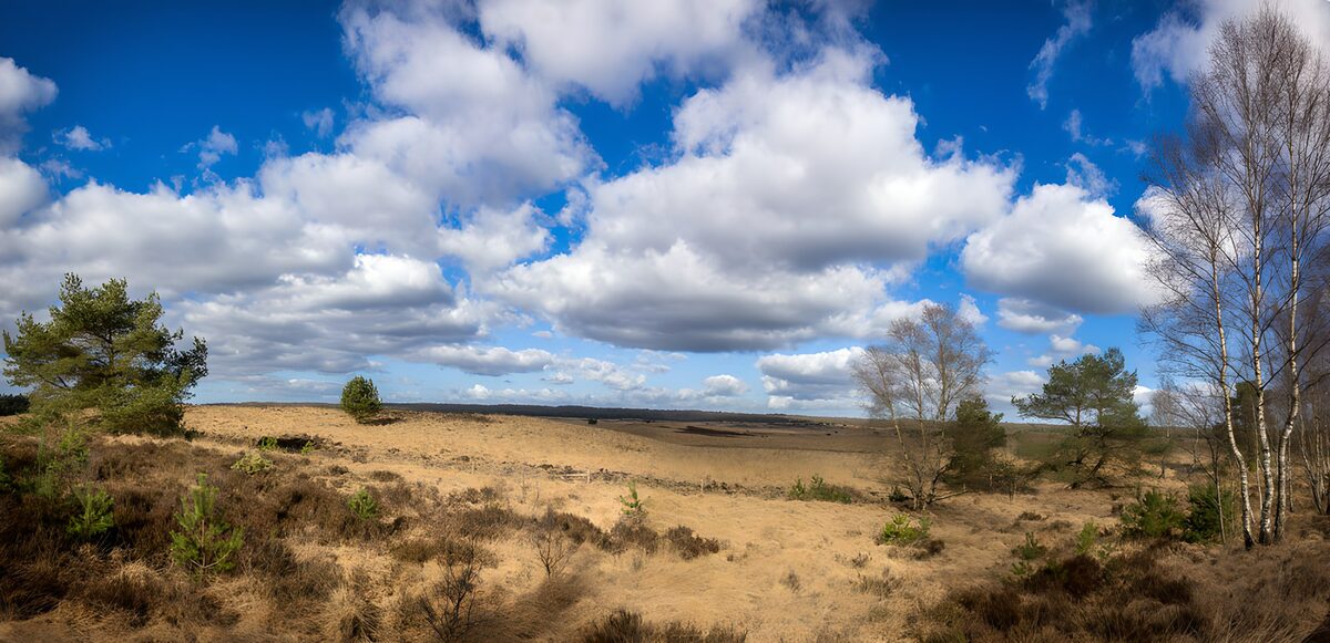OCCOM6129280: Serene Moorland Under a Blue Sky