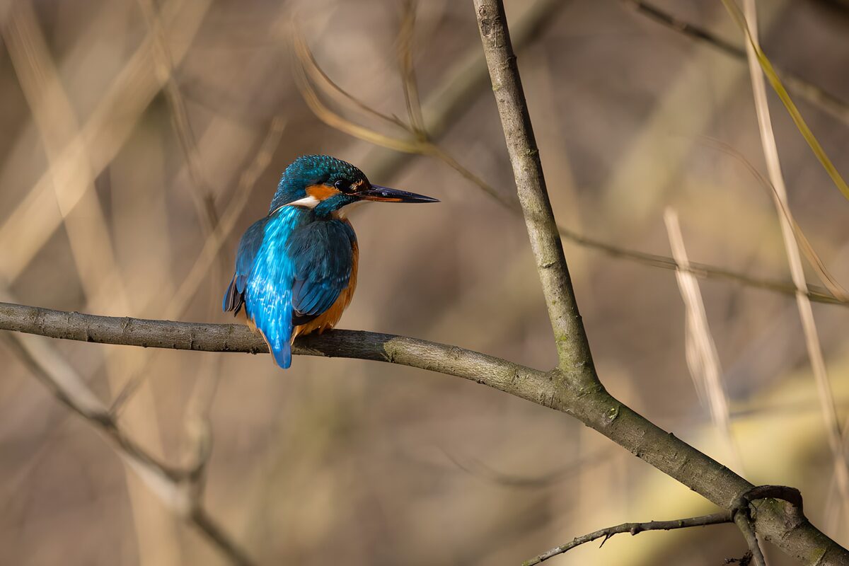 OCCOM5788642: Vibrant Kingfisher on a Branch