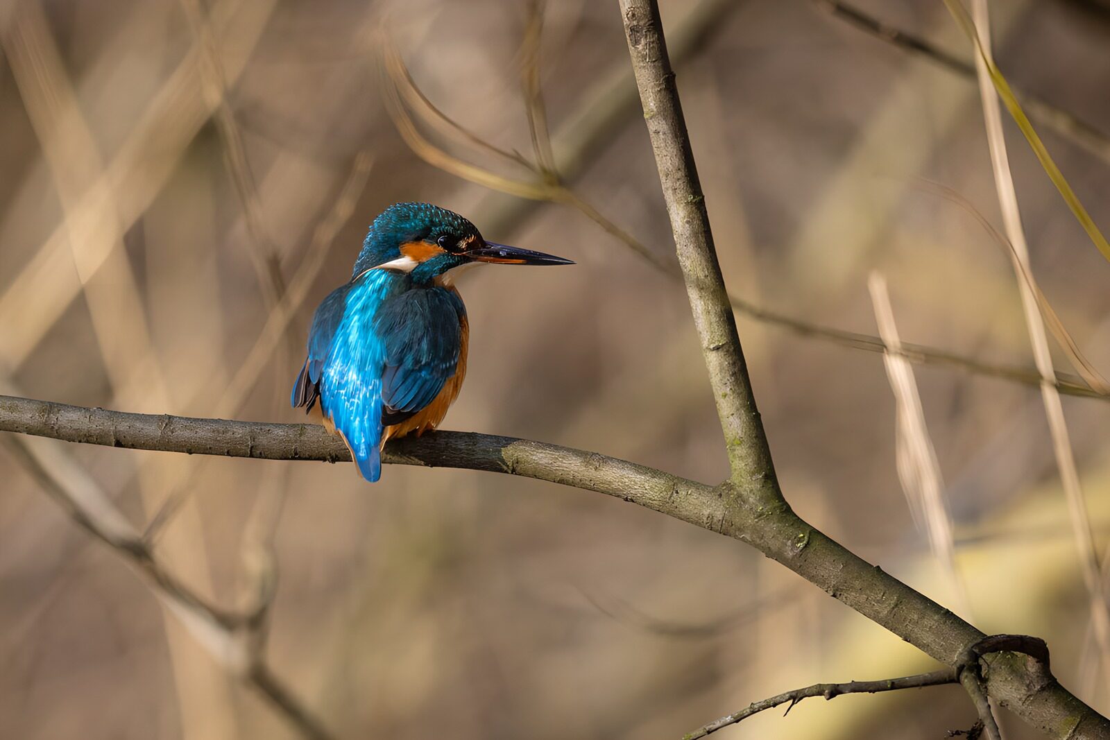 OCCOM5788642: Vibrant Kingfisher on a Branch