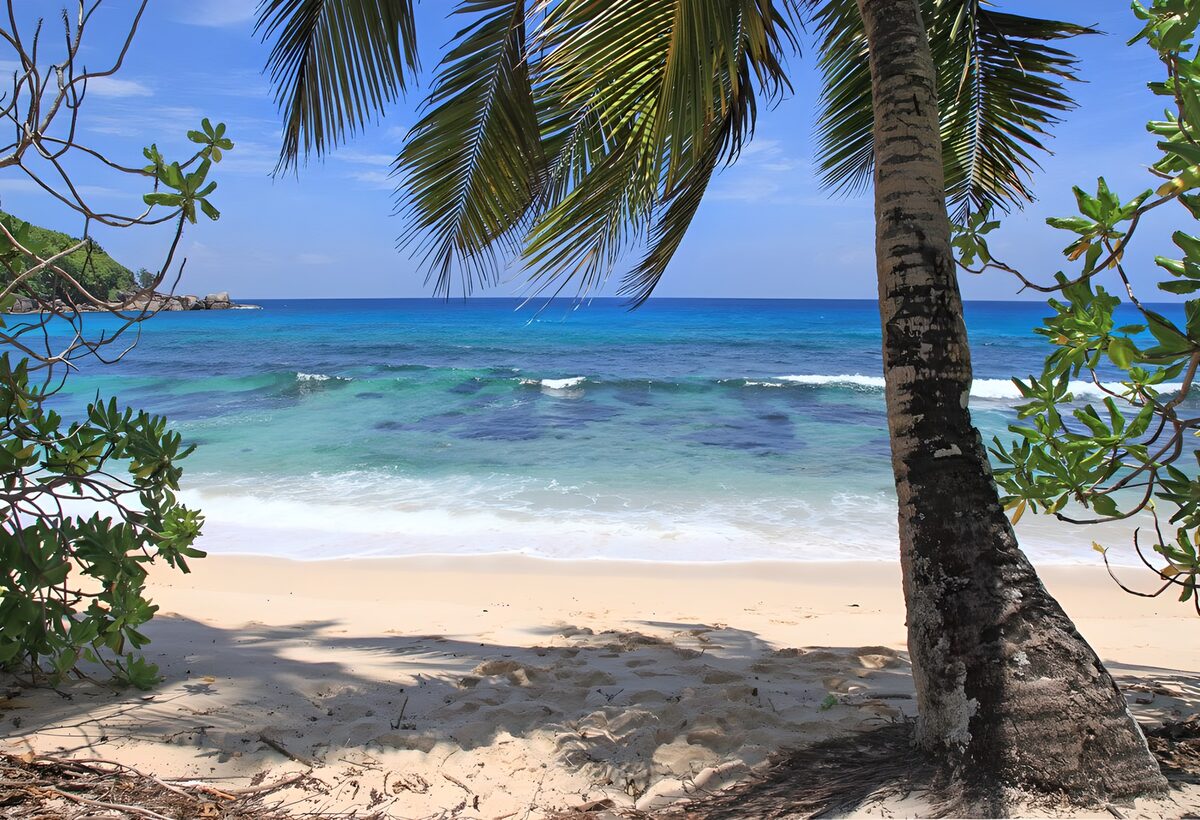 OCCOM6585981: Tropical Paradise by the Sea