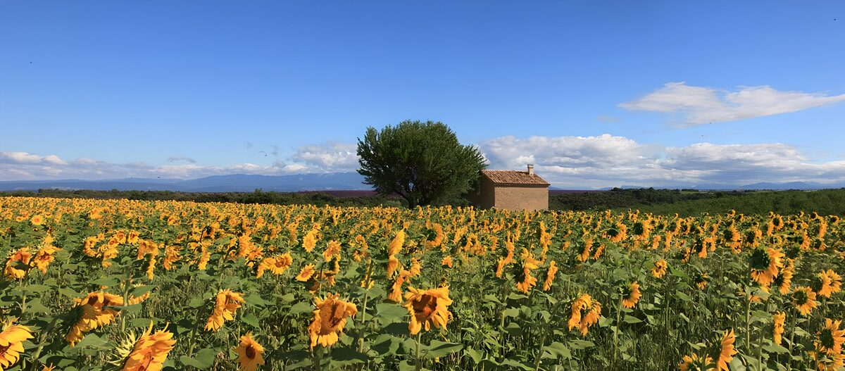 Sunny Fields of Sunflowers