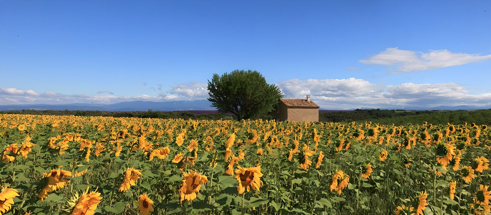 OCCOM7217701: Sunny Fields of Sunflowers