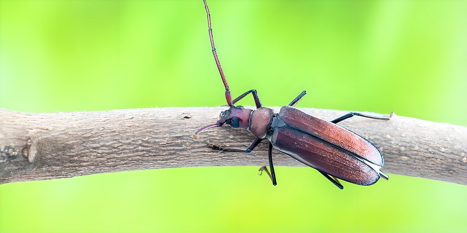 OCCOM9504834: Vibrant Beetle on a Branch