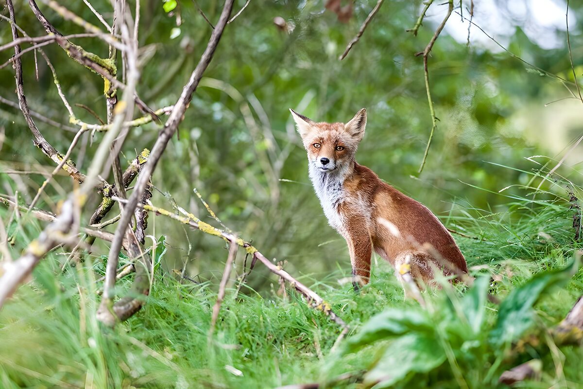 OCCOM2948051: Curious Fox in the Wilderness