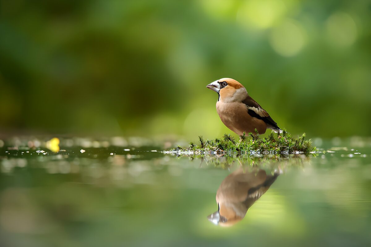 Elegant Bird by the Water's Edge
