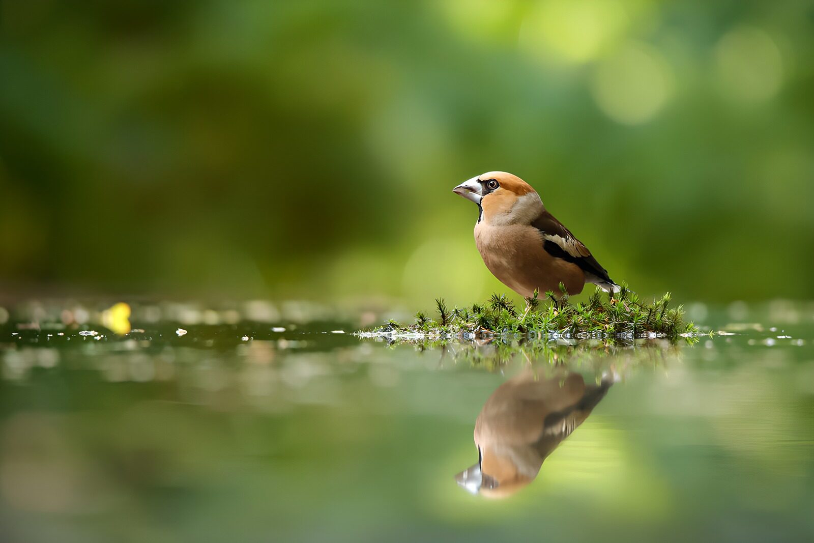 OCCOM3748736: Elegant Bird by the Water's Edge