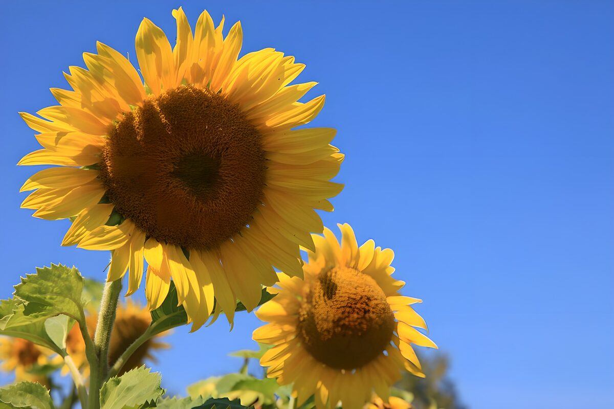 Bright Sunflowers Under Clear Blue Sky