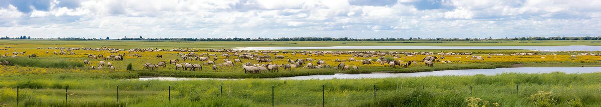Elegant Herds in Lush Meadowlands