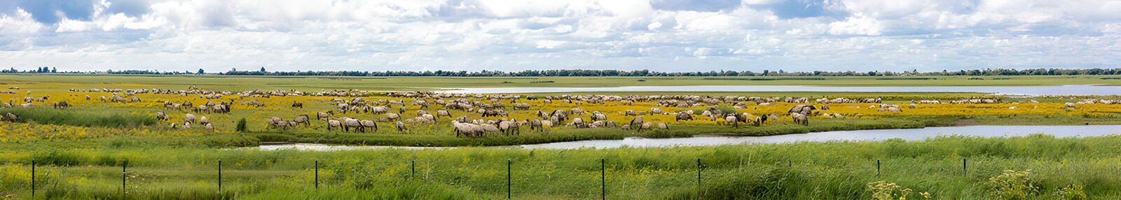 OCCOM7161377: Elegant Herds in Lush Meadowlands