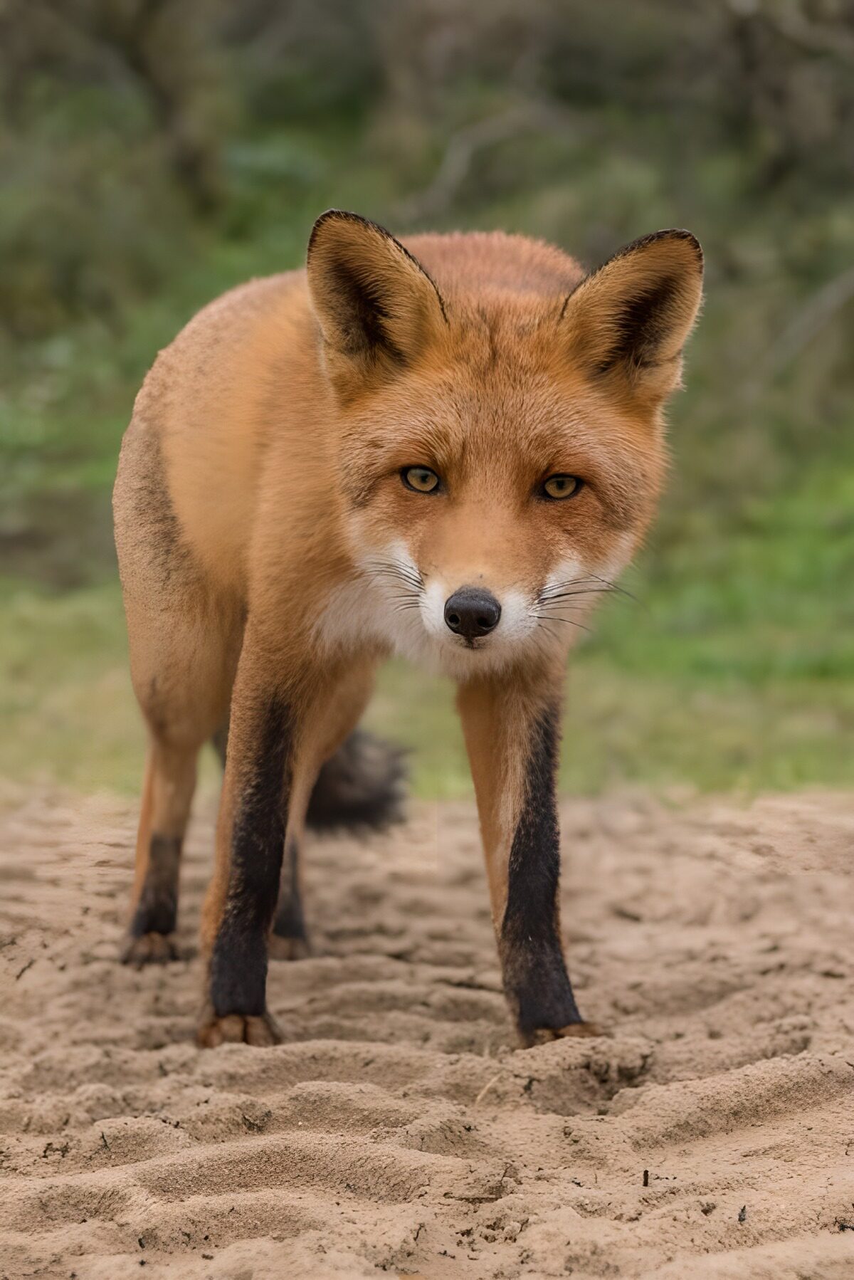 Curious Red Fox in Nature