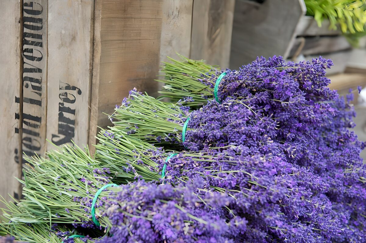 Lavender Bunches at the Market
