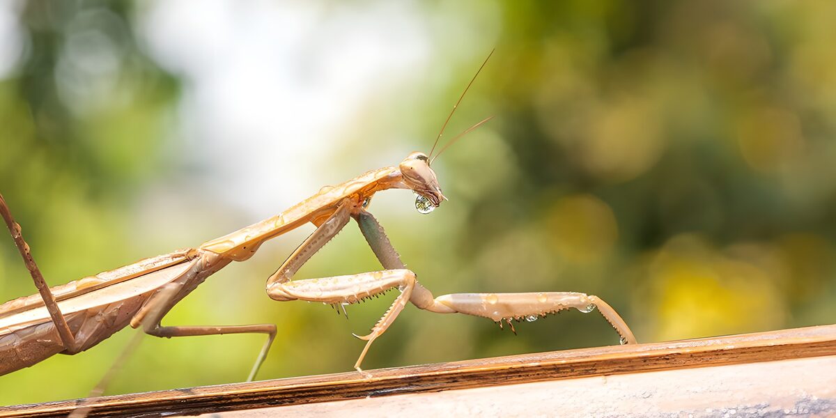 Water Droplet on a Praying Mantis