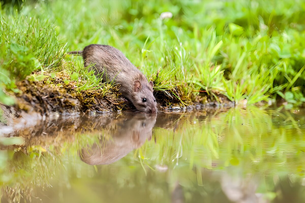 Curious Mouse by the Water's Edge