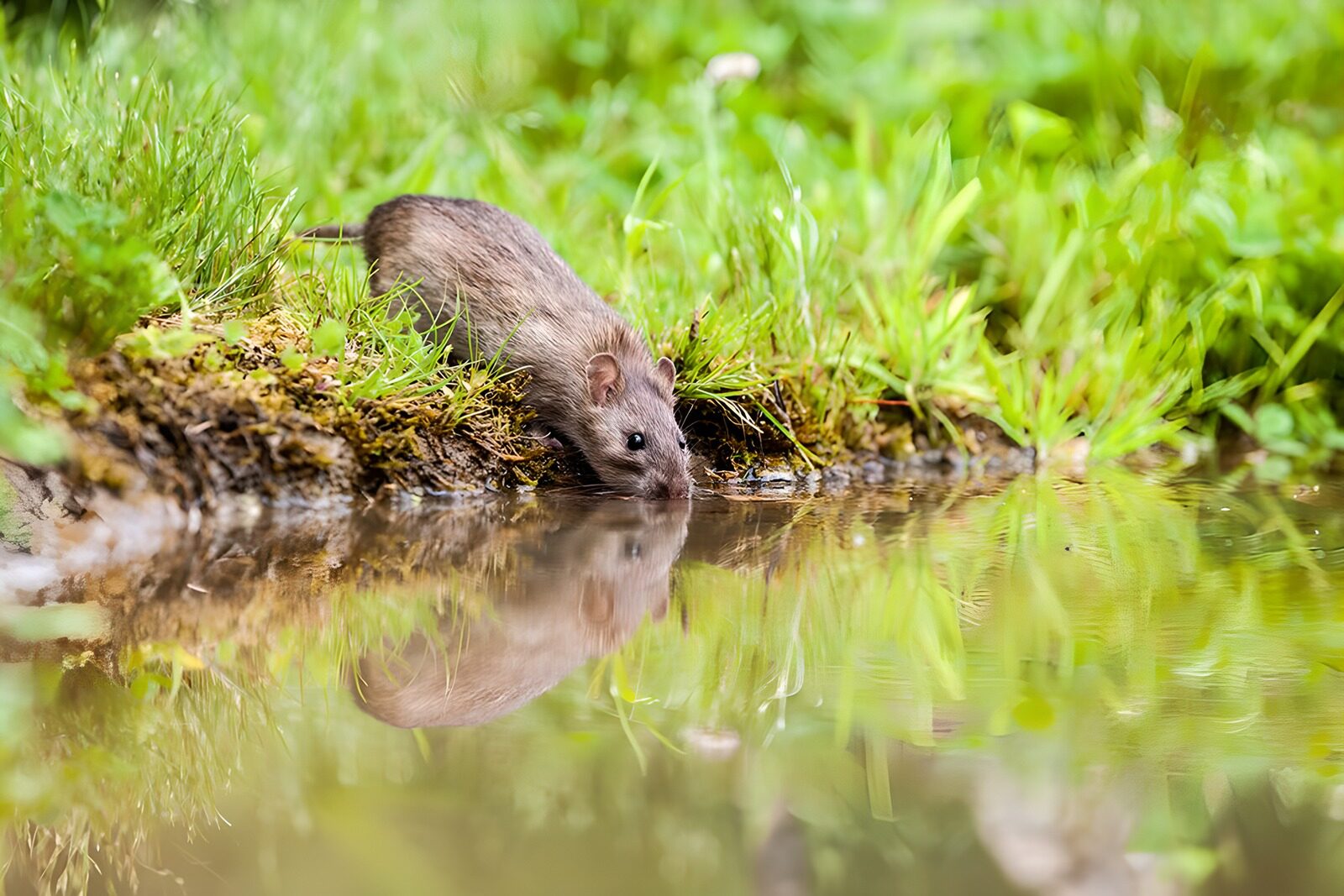 OCCOM9159055: Curious Mouse by the Water's Edge