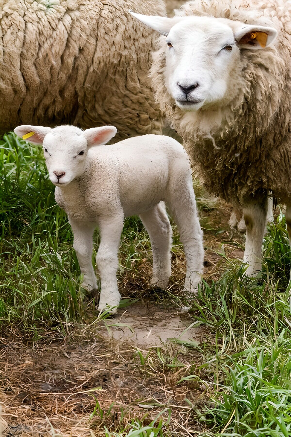 OCCOM2883482: A Pair of Sheep in Their Pasture
