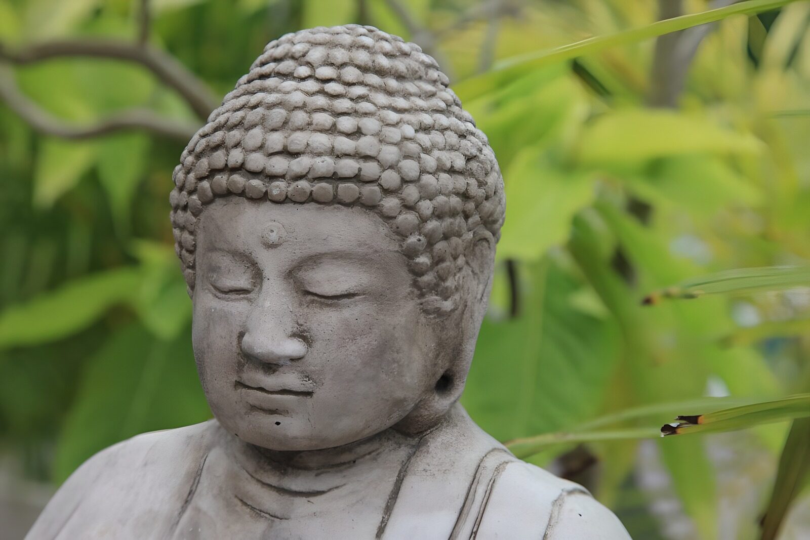 OCCOM3143892: Serene Buddha Statue in Nature