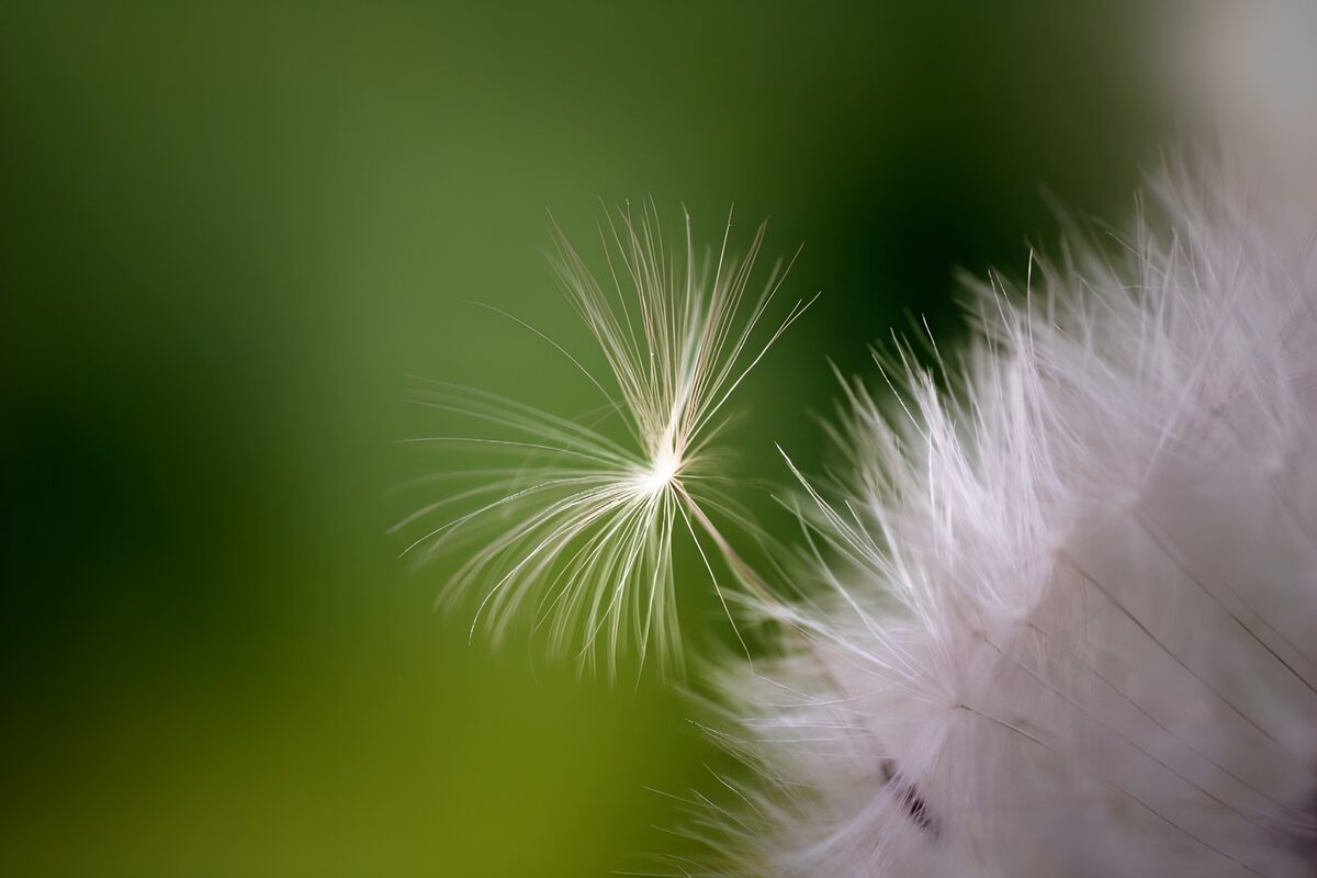 Delicate Dandelion Seed on a Breeze