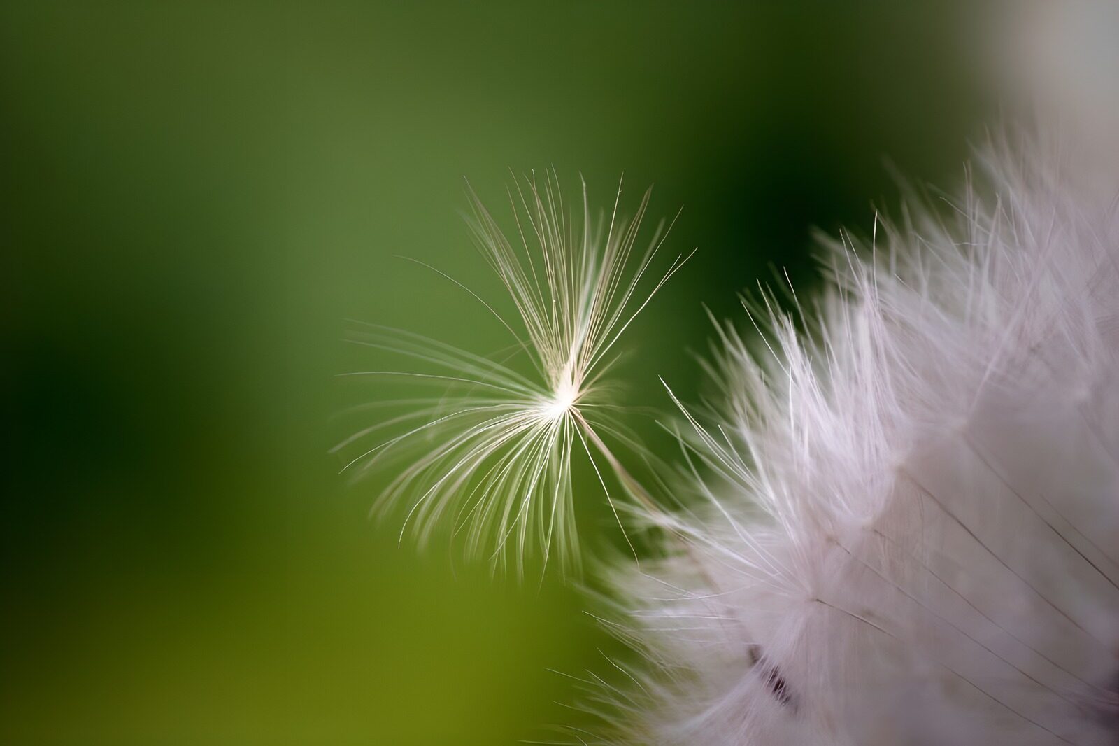OCCOM5004463: Delicate Dandelion Seed on a Breeze