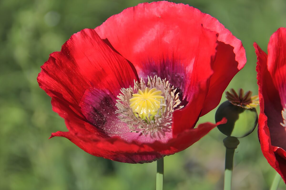 Vibrant Red Poppy Blossom