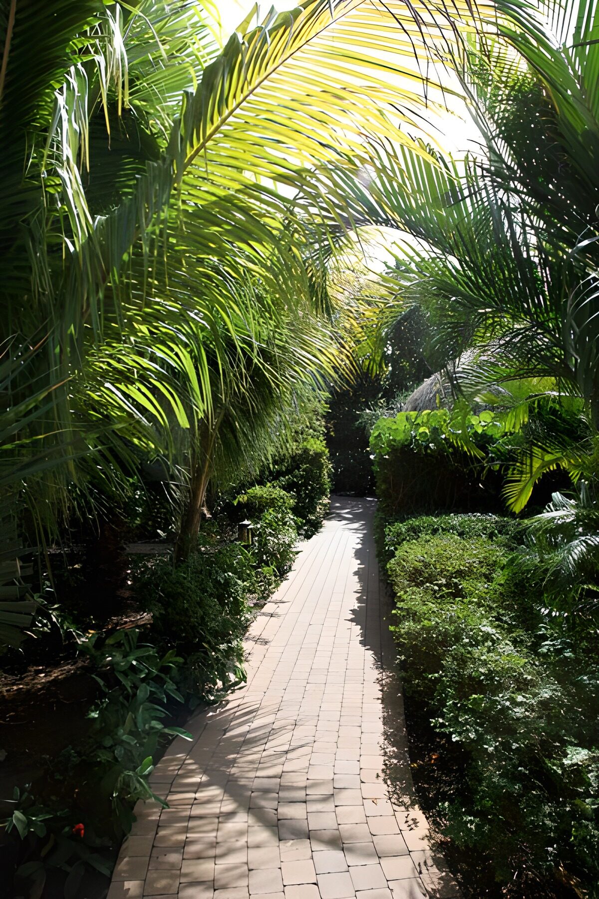 Lush Tropical Pathway