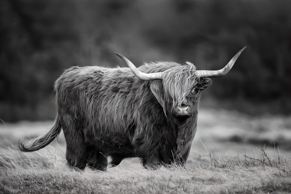 Majestic Highland Cattle in Monochrome