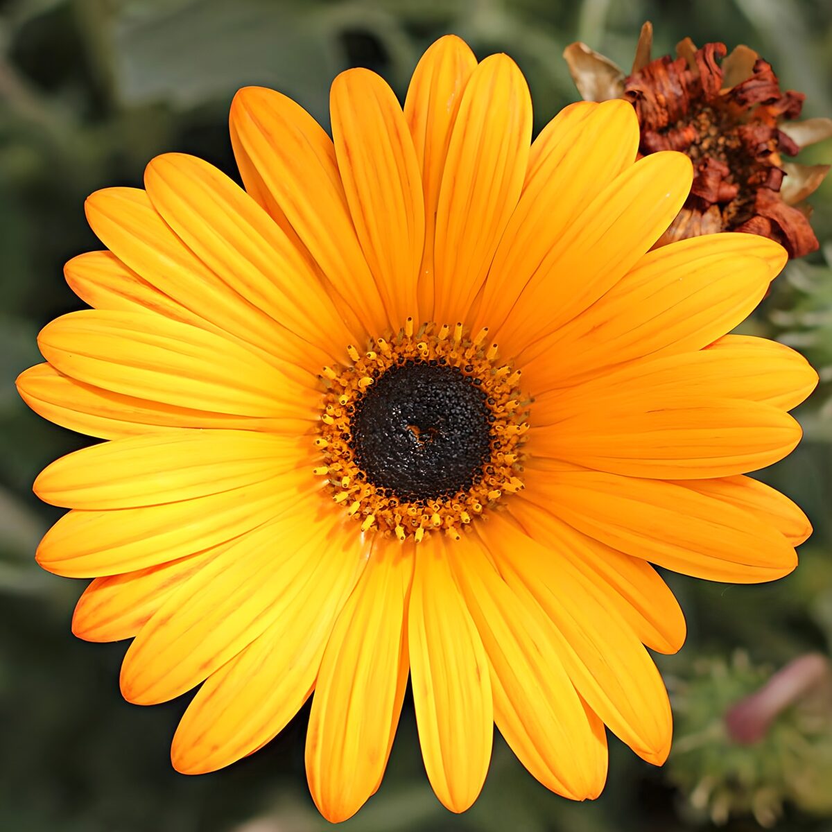 Vibrant Yellow Flower in Bloom