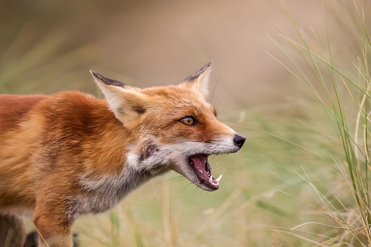 OCCOM4565369: Energetic Fox in the Wild