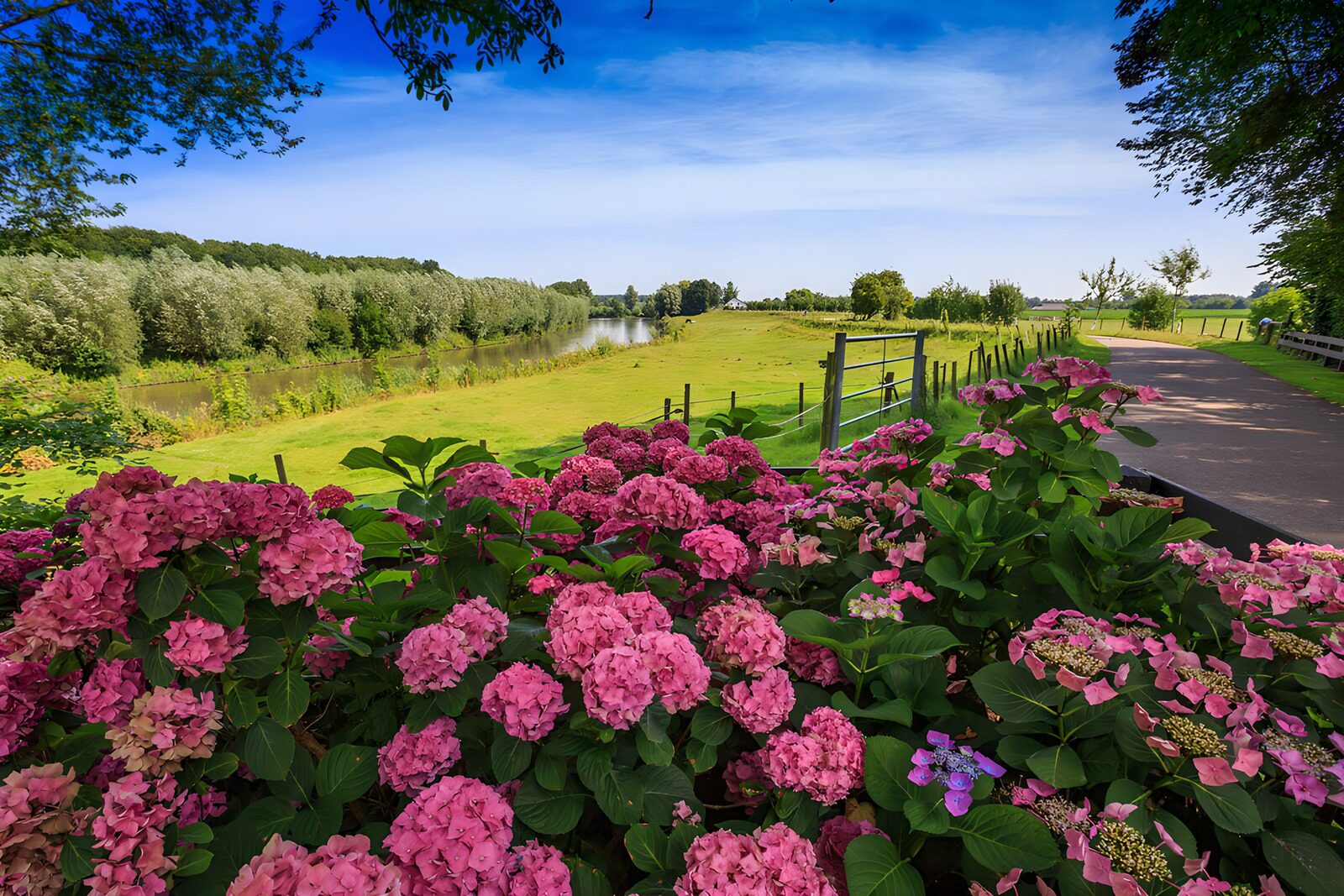 OCCOM9887958: Serene Riverbank with Pink Hydrangeas