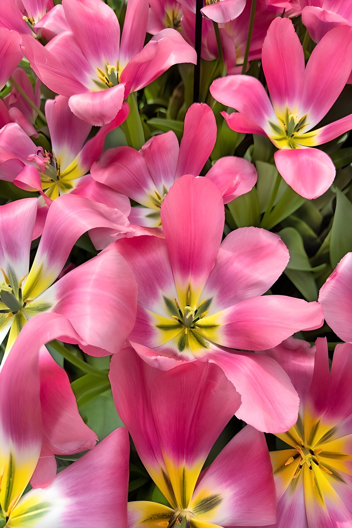 Vibrant Pink Tulips in Bloom