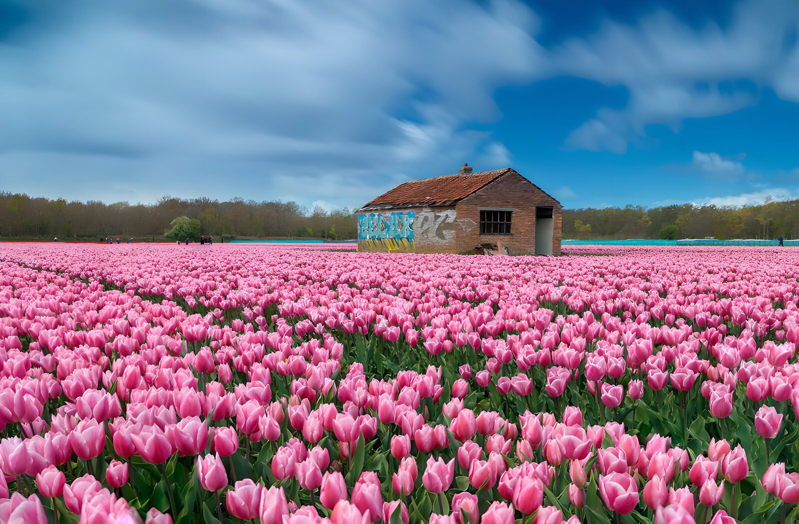 OCCOM8231937: Pink Tulip Fields Under a Cloudy Sky