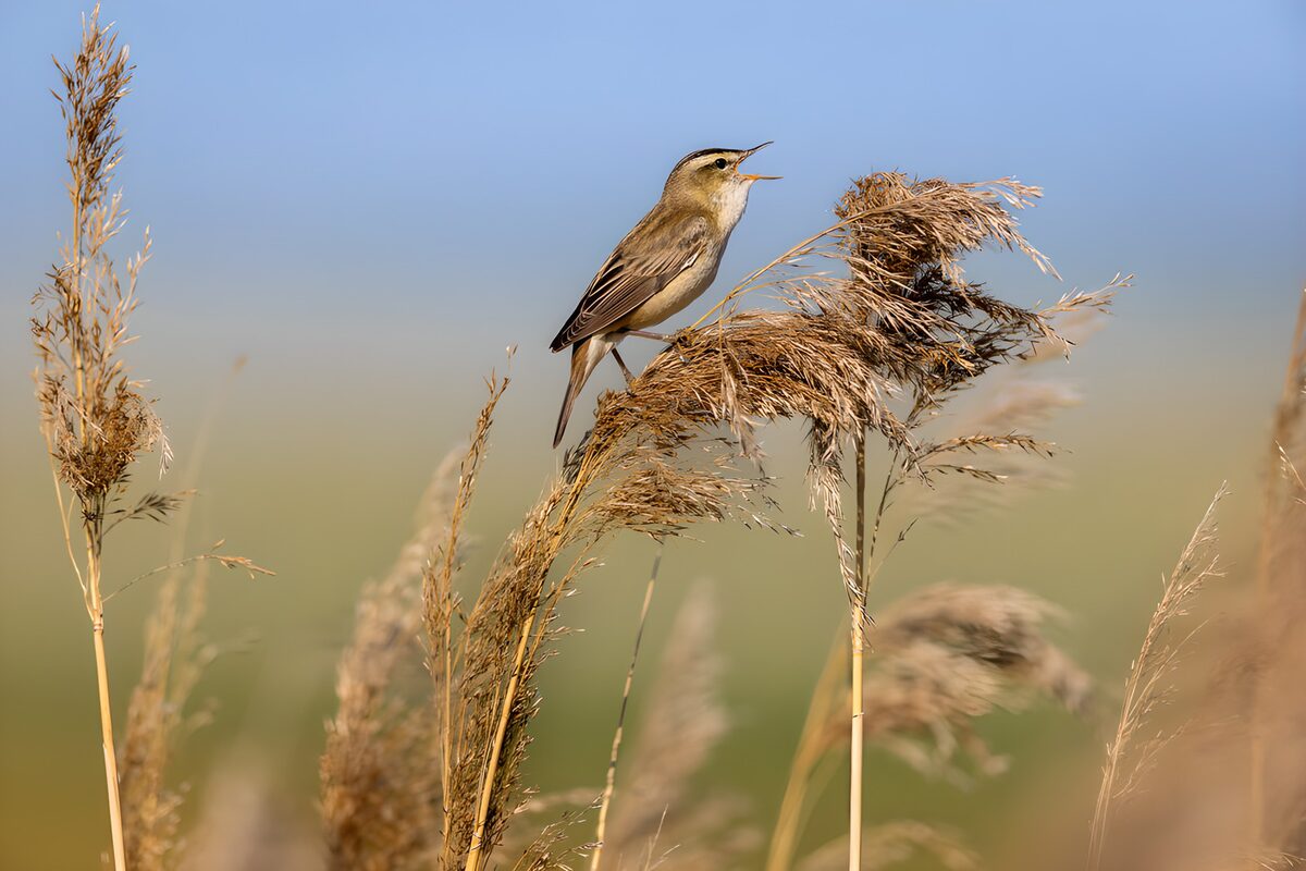 Small Songbird on Reeds
