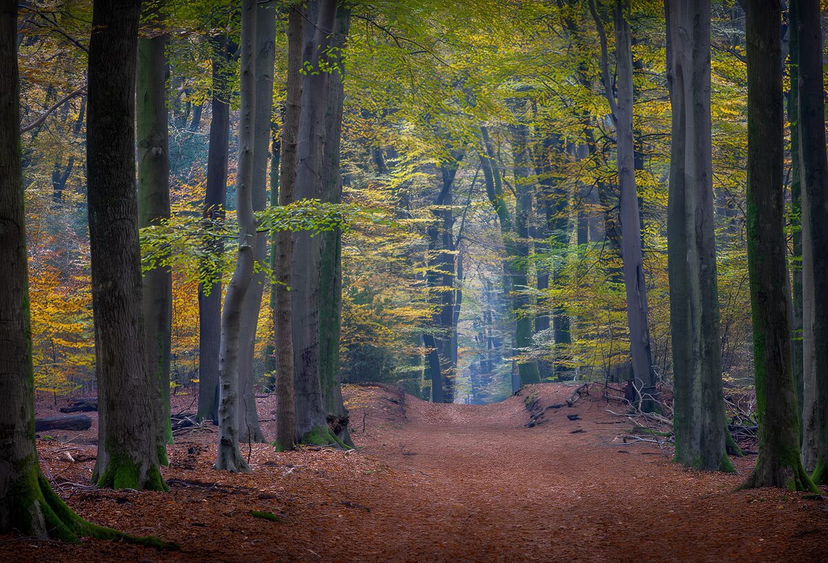 OCCOM6201759: Enchanted Autumn Forest Pathway