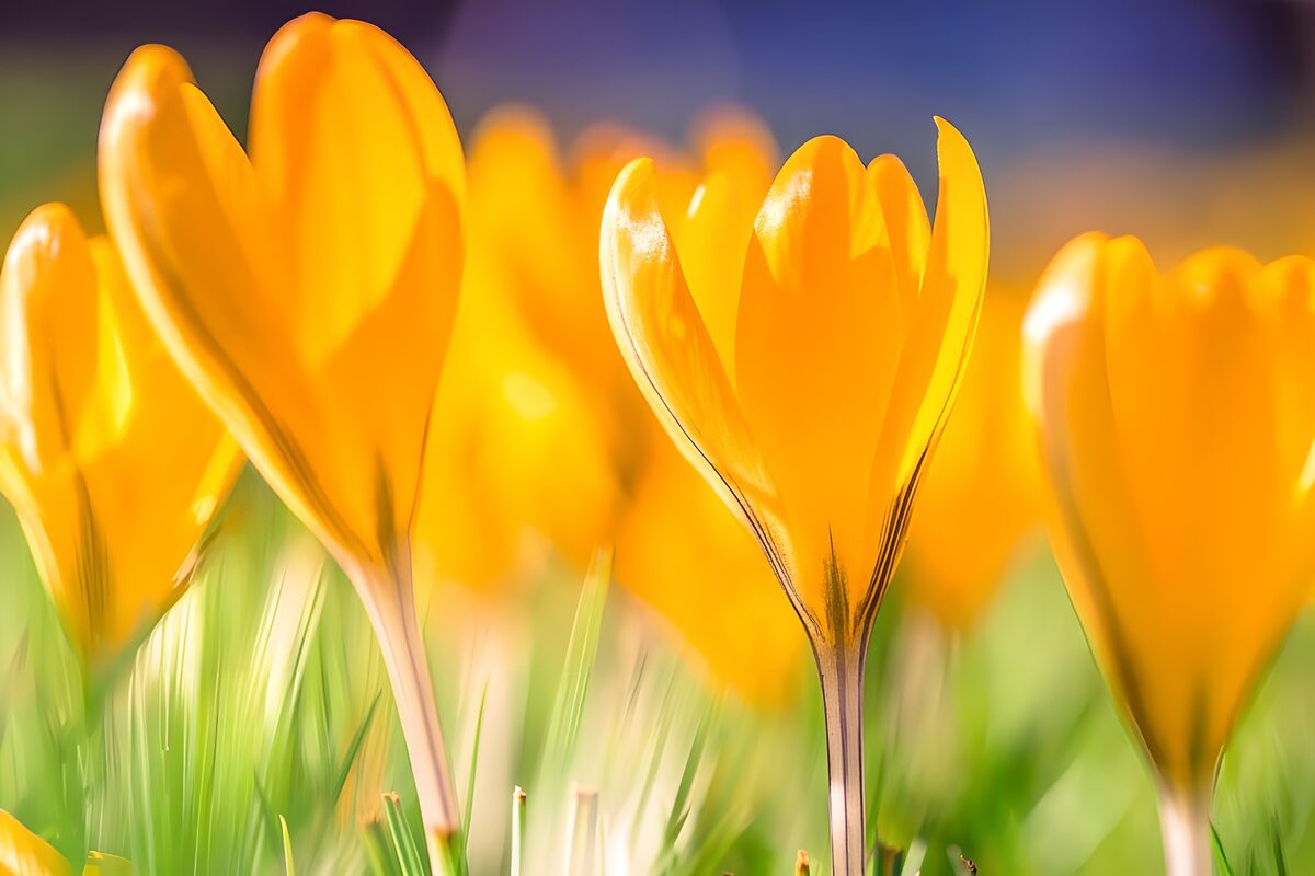 OCCOM1151675: Bright Yellow Crocuses in Bloom